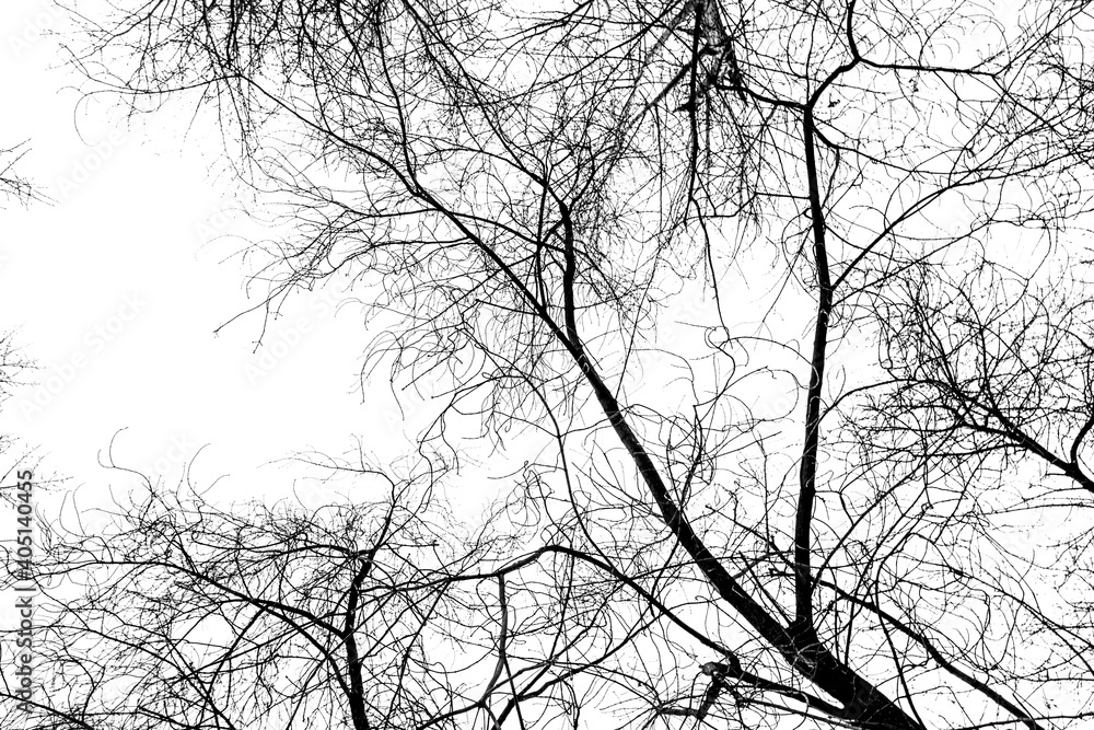 Bare tree branches on a white background, black and white photo. Bare tree branches on a white background, black and white photo.