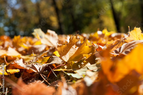 maple foliage in the autumn season