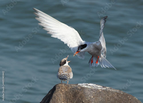Common Tern, Visdief, Sterna hirundo photo