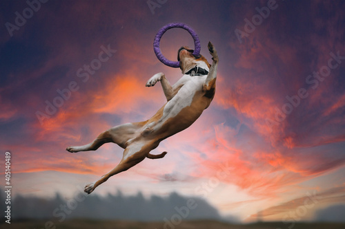 Amstaff dog in a jump catches a ring photo