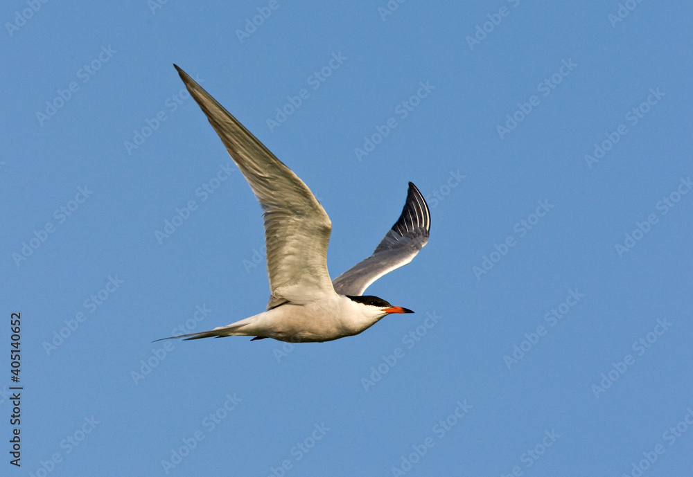 Obraz premium Visdief, Common Tern, Sterna hirundo