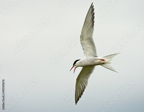 Visdief, Common Tern, Sterna hirundo