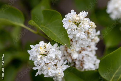 White lilac flower. Detailed macro view.
