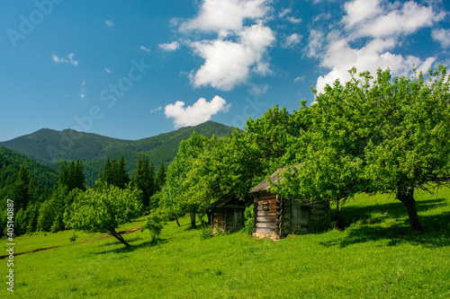 Wooden barns and fruit trees on alpine pasture at sunny summer day. Remote countryside in Carpathian Mountains, Ukraine