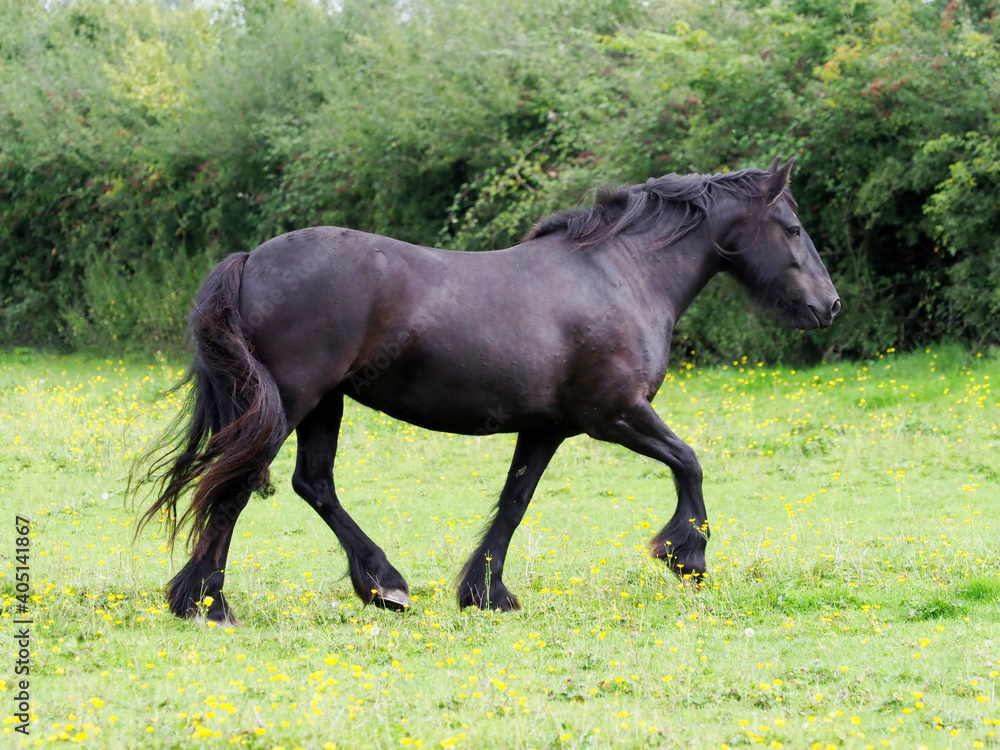 Trotting Pony Trotting Pony