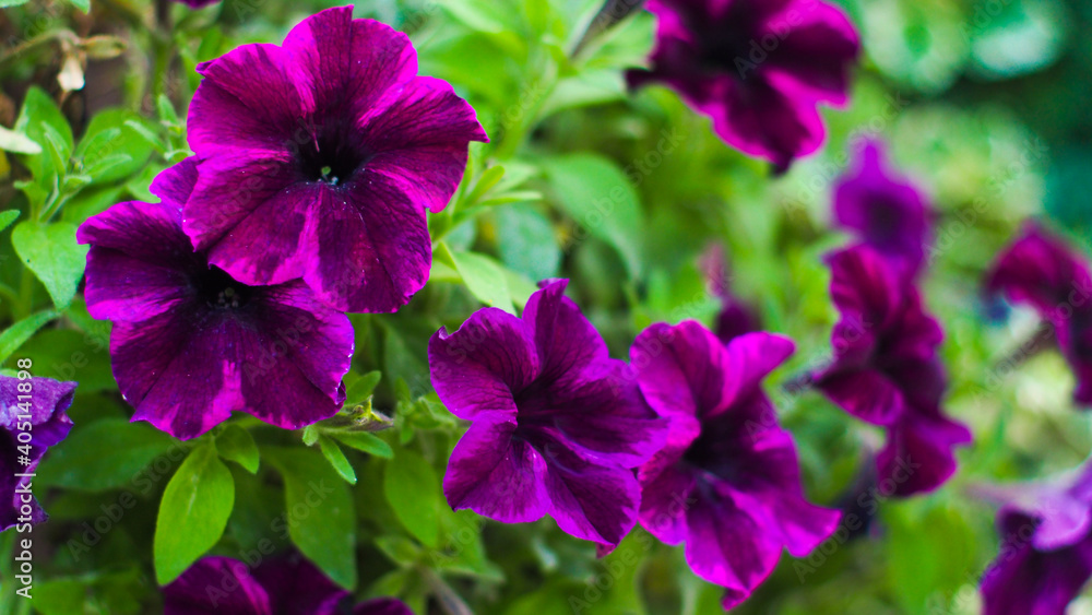 Belles fleurs garnissant la mairie de la ville d'Éauze, dans le Sud-Ouest de la France Belles fleurs garnissant la mairie de la ville d'Éauze, dans le Sud-Ouest de la France