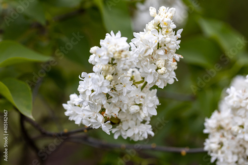 White lilac flower. Detailed macro view.