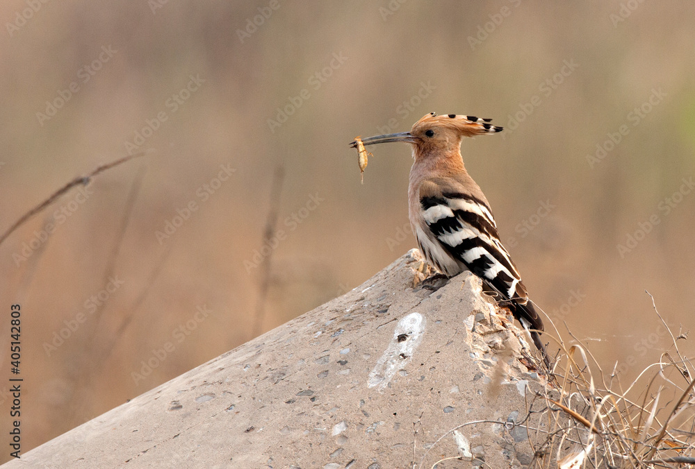 Hop, Eurasian Hoopoe, Upupa epops (saturata) Hop, Eurasian Hoopoe, Upupa epops (saturata)