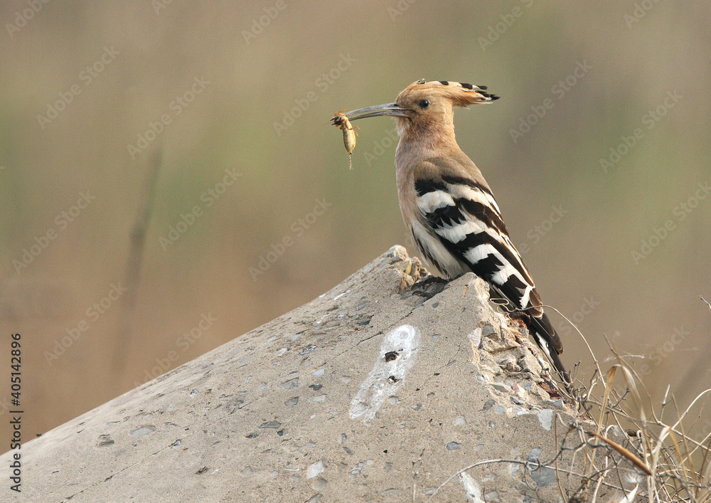 Eurasian Hoopoe, Hop, Upupa epops Eurasian Hoopoe, Hop, Upupa epops
