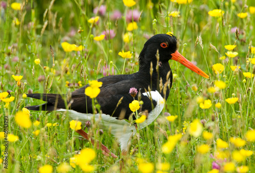 Scholekster, Eurasian Oystercatcher, Haematopus ostralegus photo