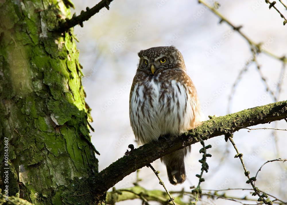 Dwerguil, Eurasian Pygmy Owl, Glaucidium passerinum Dwerguil, Eurasian Pygmy Owl, Glaucidium passerinum
