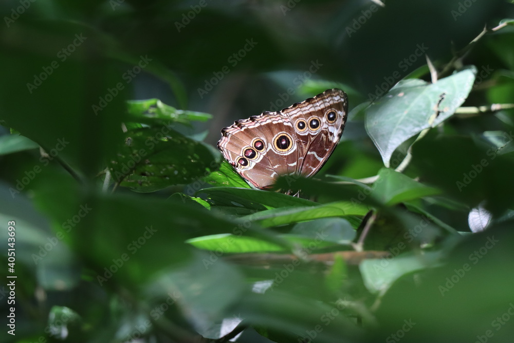Fototapeta premium butterfly on leaf