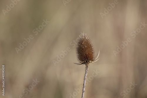 Close-up Of Dried Thistle On Plant At Field