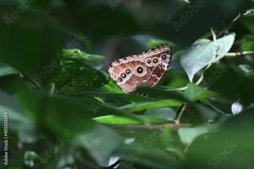 butterfly on leaf