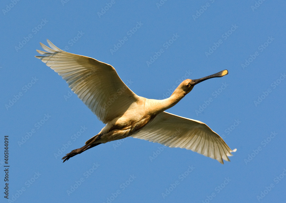 Obraz premium Lepelaar, Eurasian Spoonbill, Platalea leucorodia