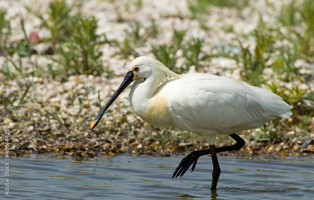Lepelaar, Eurasian Spoonbill, Platalea leucorodia Lepelaar, Eurasian Spoonbill, Platalea leucorodia
