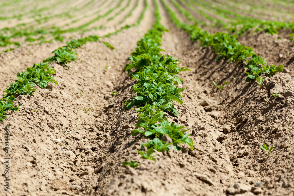 varieties of potato plants varieties of potato plants