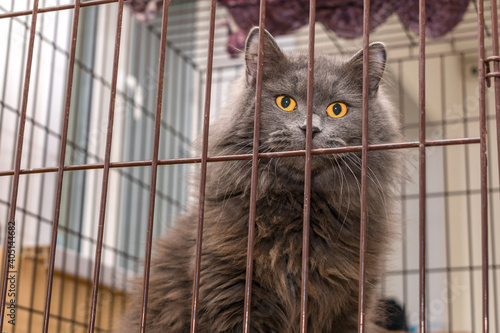 A large fluffy and beautiful cat with a wild look sits locked in a cage at an animal shelter