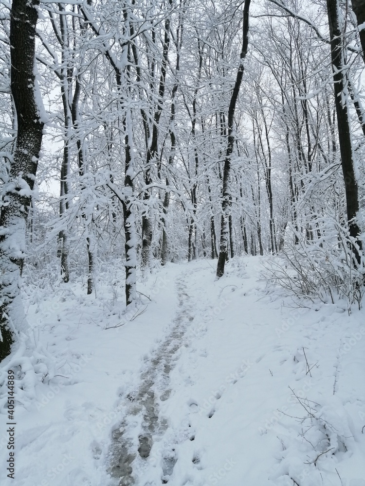 Traces on the snow. Forest idyll Traces on the snow. Forest idyll