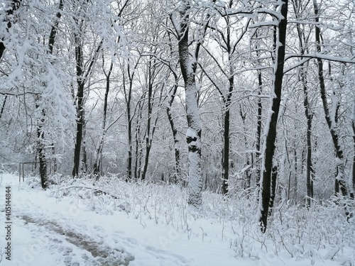 snow covered trees