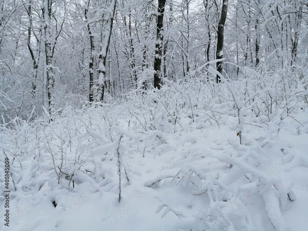 Obraz premium snow covered trees