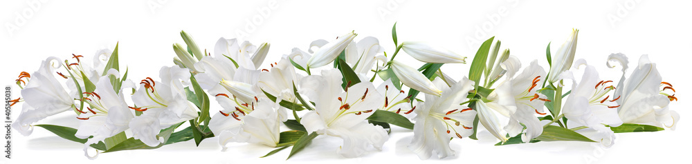 white lily   long - obrazy, fototapety, plakaty 