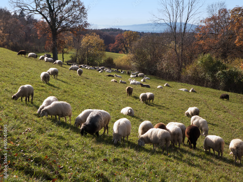 Schafherde auf der Weide