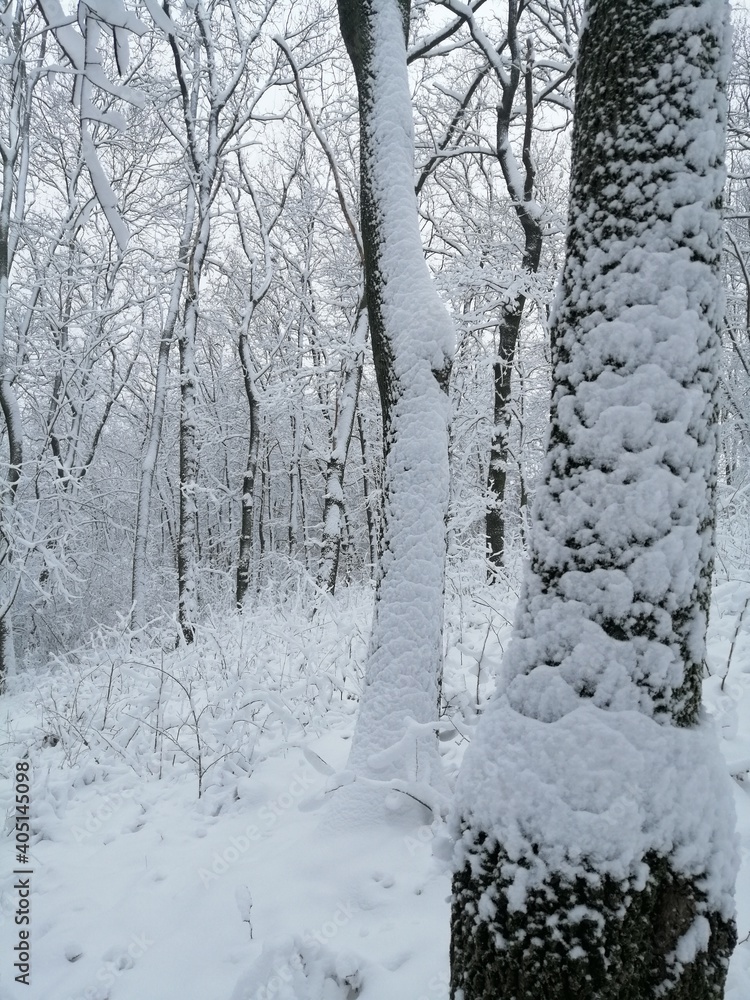 trees in snow