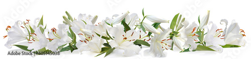 Fotografiet white lily   long