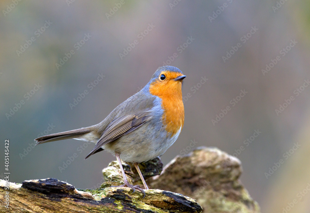 Roodborst; European Robin; Erithacus rubecula Roodborst; European Robin; Erithacus rubecula