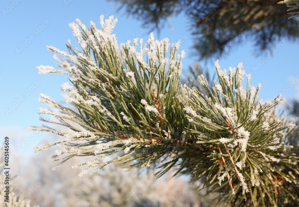 Green branches of a Christmas tree, covered with snow in winter, on a sunny day. Green branches of a Christmas tree, covered with snow in winter, on a sunny day.