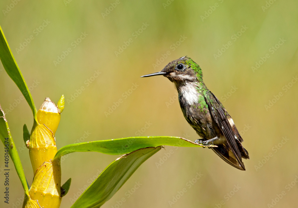 Fototapeta premium Gepluimde Koketkolibrie, Festive Coquette, Lophornis chalybeus
