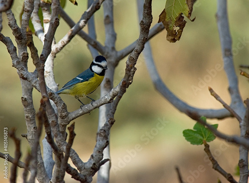 Wallpaper Mural Fuerteventura Blue Tit, Fuerteventura pimpelmees, Cyanistes degener Torontodigital.ca