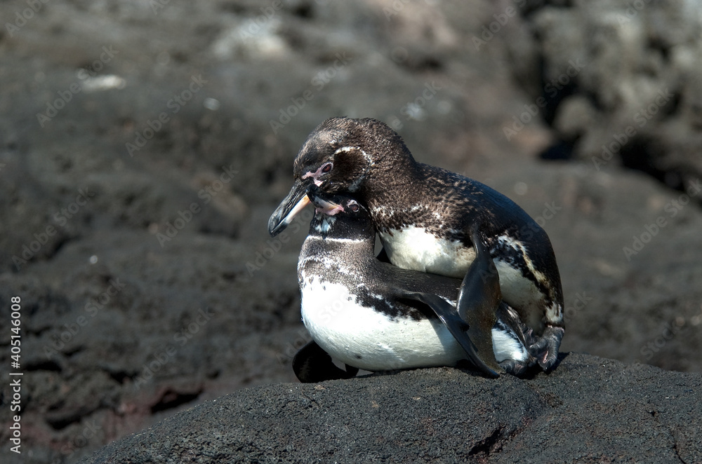 Naklejka premium Galapagospinguin, Galapagos Penguin, Spheniscus mendiculus