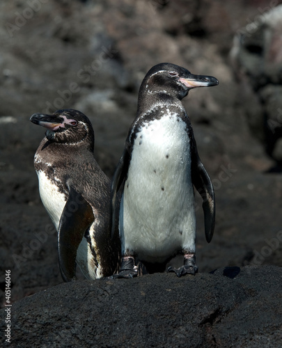 Galapagospinguin, Galapagos Penguin, Spheniscus mendiculus
