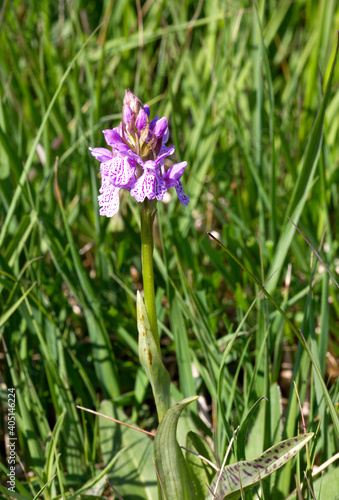 Gevlekte orchis  Heath Spotted Orchid  Dactylorhiza maculata