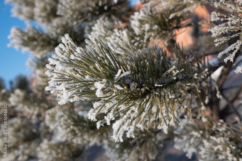 Green branches of a Christmas tree, covered with snow in winter, on a sunny day. Green branches of a Christmas tree, covered with snow in winter, on a sunny day.