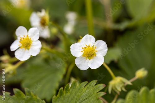 White flowers of garden strawberries on a natural background. Detailed macro view.