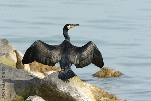 Aalscholver, Great Cormorant, Phalacrocorax carbo © AGAMI
