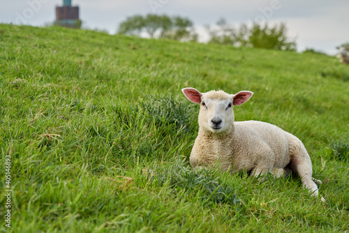 cute little lamb is lying relaxed in the grass on a dike in the district Wesermarsch (Germany)