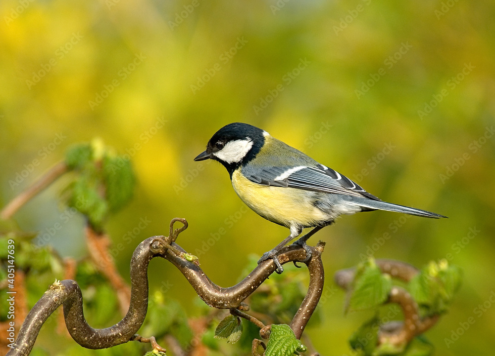 Obraz premium Koolmees; great tit; Parus major