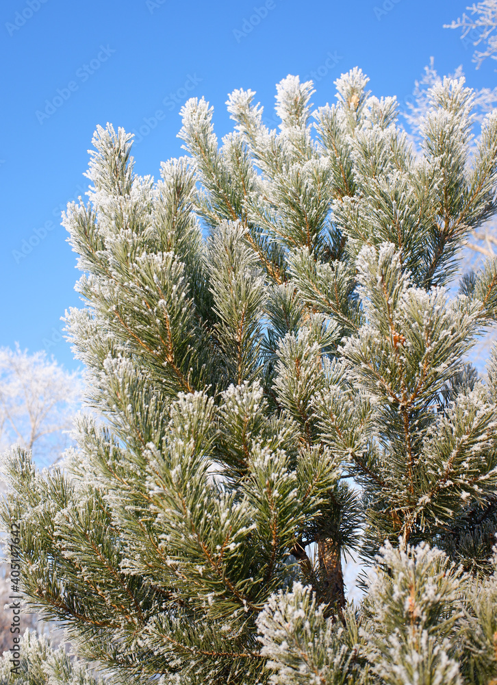 Green branches of a Christmas tree, covered with snow in winter, on a sunny day. Green branches of a Christmas tree, covered with snow in winter, on a sunny day.