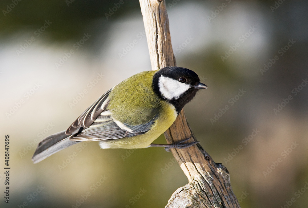 Naklejka premium Great Tit, Koolmees, Parus major
