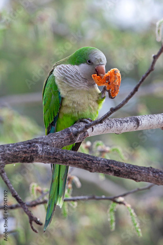 A rose-ringed parakeet (Psittacula krameri), also known as the ring-necked parakeet, eat his meal on a tree in Athens, Greece. sunny day