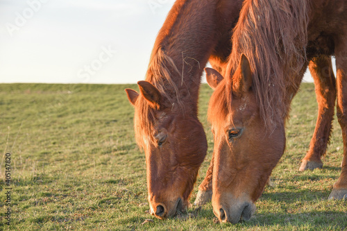 Close up image of a red bay horse grazing in summer pasture photo