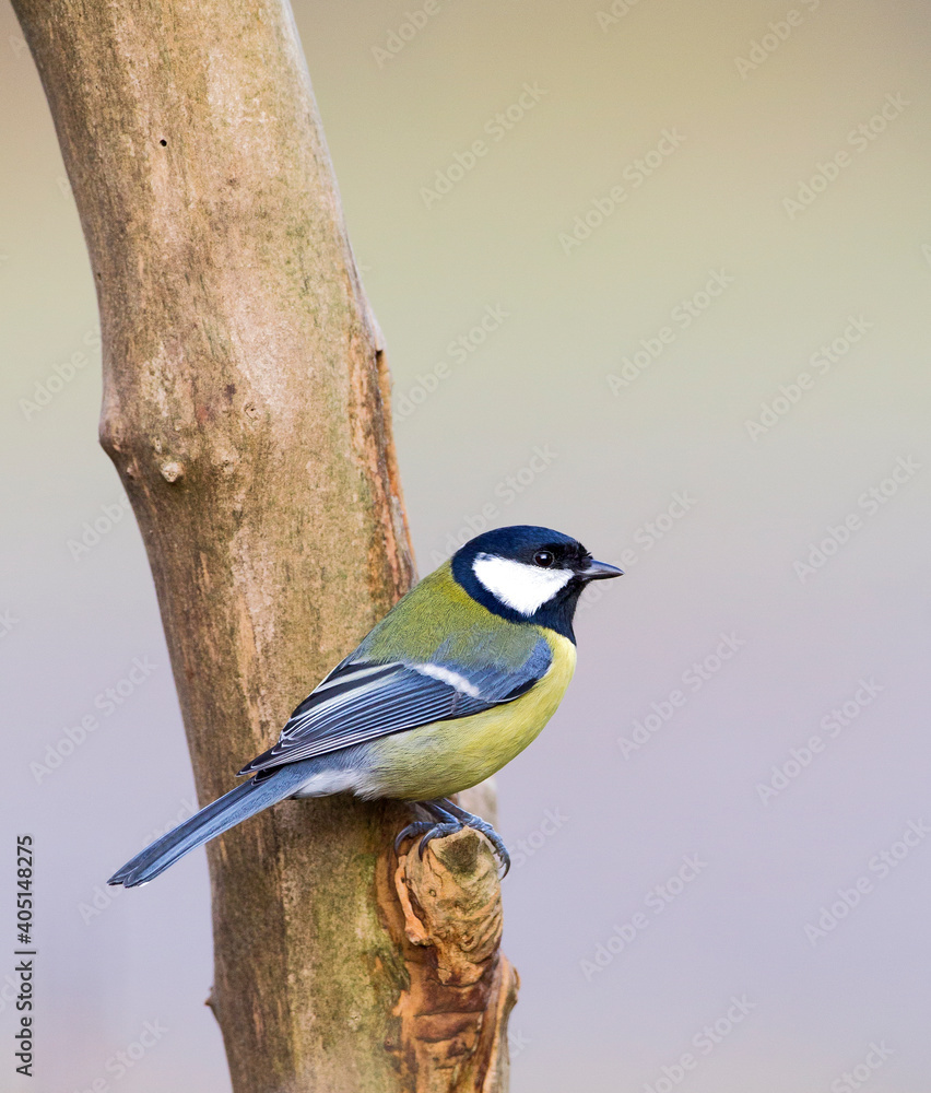Obraz premium Koolmees, Great Tit, Parus major
