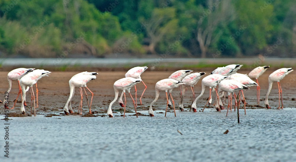 Fototapeta premium Flamingo, Greater Flamingo, Phoenicopterus roseus