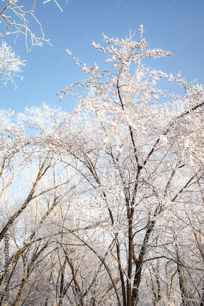Branches of trees covered with white frost against the blue sky, winter landscape. Branches of trees covered with white frost against the blue sky, winter landscape.