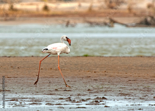 Flamingo, Greater Flamingo, Phoenicopterus roseus © AGAMI