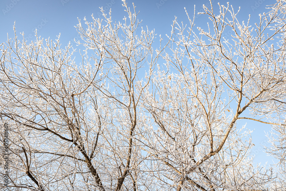 Branches of trees covered with white frost against the blue sky, winter landscape. Branches of trees covered with white frost against the blue sky, winter landscape.